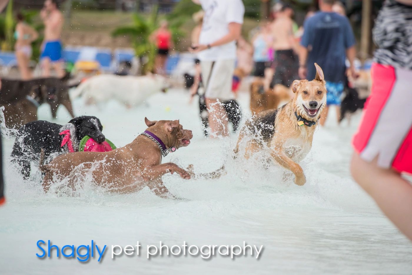Wags and Waves Nonprofit, Water Park, Dogs Fundraiser Fun